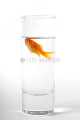 Small goldfish in a small space in a glass of water