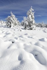 Snow in the mountains of the Aigoual