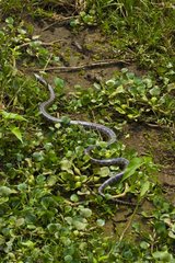 Anaconda in Pantanal National Park Brazil