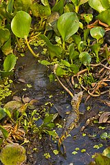 Young Caiman among aquatic leaves Pantanal Brazil