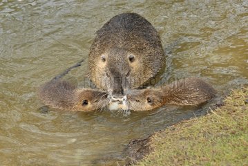 Nutria and juveniles eating in water Ile-de-France France