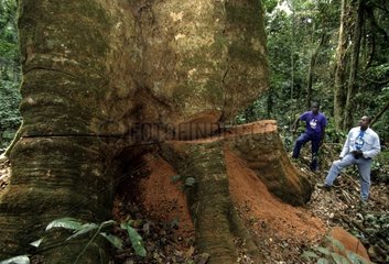 Gigantic tree whose cut was started then stopped
