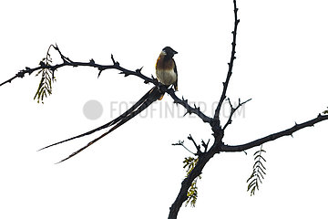 Broad-tailed paradise-whydah (Vidua paradisaea) on a branch  Kruger National park  South Africa