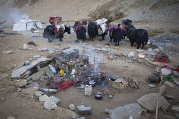 Caravan of Yacks in a nomad camp  Changthang Plateau  Ladakh  Himalayas  India