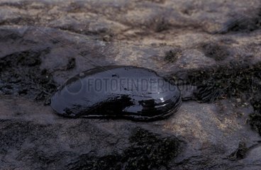 Moule perlière d'eau douce sur un rocher Irlande