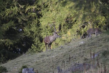 Red Deer in rut and hind Val d'Hérens Valais Switzerland