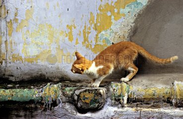 Rote und weiÃŸe Katze an einer Wand Kante Kalkutta Indien