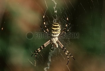 Wasp spider hung in its cobweb