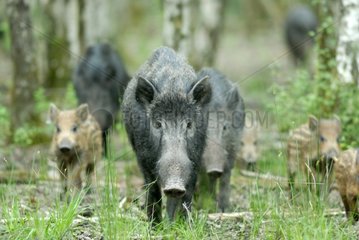 Gruppe von Wildschweinen mit einer Frau und seinen Jugendlichen zu Fuß