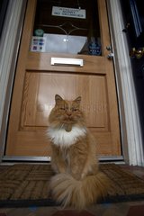 Red and white cat with long hair at a door Scotland UK