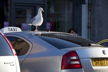 Herring Gull on a taxi into town Scotland UK