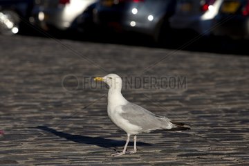 Herring gull walking on a street Scotland UK
