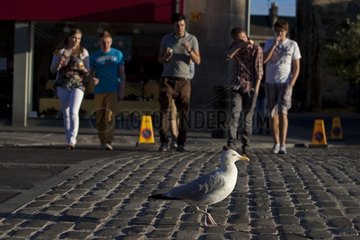 Herring gull walking on a street Scotland UK