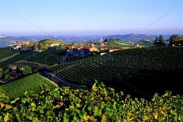 Vignobles produisant le Bardolino vers Alba en Italie