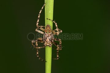 Orb-weaver spider male Sieuras Ariège France
