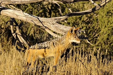 Black-backed jackal (Canis mesomelas) during the inspection of its territory  Kgalagadi Transfrontier Park  North Cape  South Africa