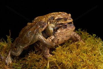 Spiny toad   common toad  European toad (Bufo bufo spinosus) Amplexus on moss  Montpellier  Occitanie  France
