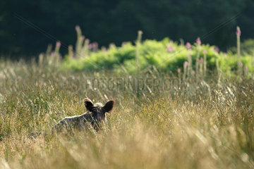 Wild boar (Sus scrofa) in the tall grass  Ardenne  belgium