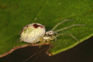 Spider female posed on a leaf Sieuras AriègeFrance