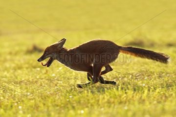 Red fox running in a harvested field Great Britain