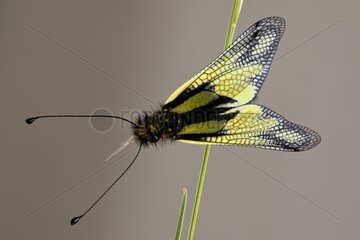 Owlfly on stem