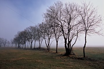 Bäume Silhouetten am Morgen Nebel Auvergne Frankreich