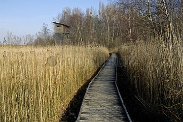 Course discovered in a reed bed of a lake  Switzerland