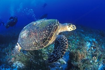 Sea Turtle and diver Playa del Carmen Caribbean Sea Mexico