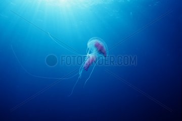 Mauve stinger jellyfish in the Mediterranean sea France
