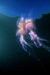 Mauve stinger jellyfishes in the Mediterranean sea France
