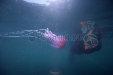 Mauve stinger jellyfish and diver in the Mediterranean sea
