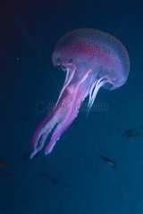 Mauve stinger jellyfish in the Mediterranean sea