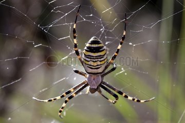 Wasp spider on his cobweb Provence France