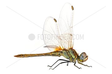 Red-veinded Darter on a white background