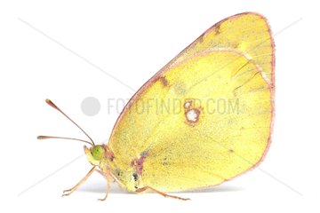 Berger's Clouded Yellow profile on a white background