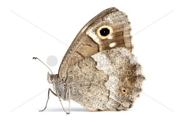 Tree Grayling profile on a white background