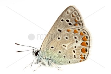 Common blue profile on a white background