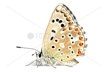 Adonis blue profile on a white background