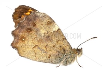 Speckled Wood profile on a white background