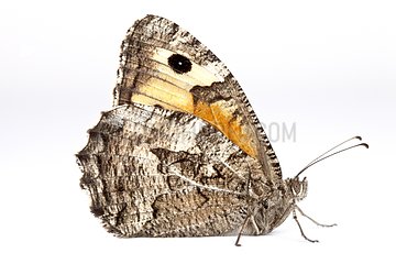 Grayling profile on a white background