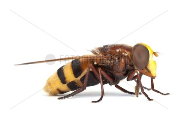 Syrphid Fly profile on a white background