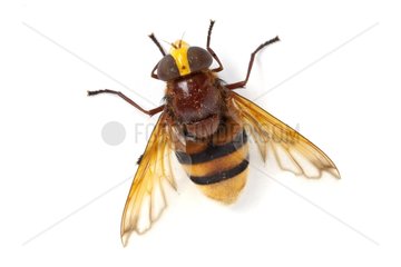 Syrphid Fly top on a white background