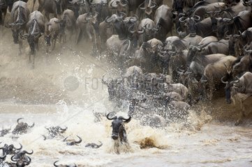 White-bearded wildebeasts jumping in a river Kenya