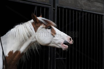 Portrait of a horse neighing in the stable France