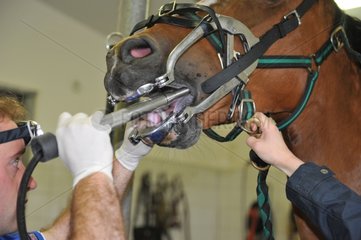 Extraction of teeth of a horse by a veterinarian equine