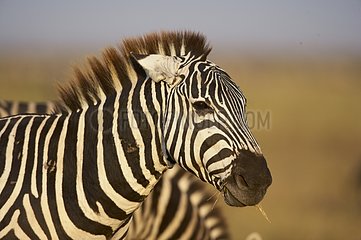Portrait of a Grant's zebra Nakuru NP Kenya