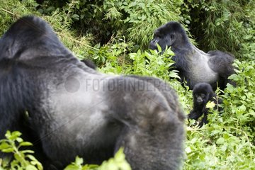 Mountain Gorillas Volcanos National park Rwanda