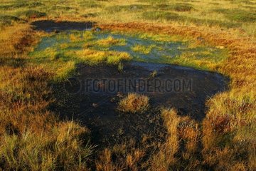Peat bog of the National park of Nigula Estonia [AT]