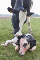 Kuh prim 'Holstein  der sein Kalb leckt  wurde gerade geboren
