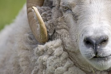 Shetland sheep lying in the grass Unst Island Shetland